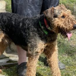Airedale Terriers from AIREDALE COMPANIONS