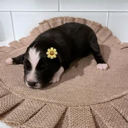 Girl 5 - Black & white female Australian Shepherd puppy in Winnabow, North Carolina from Lazy Dayz Ranch