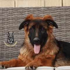 Nova - Black and red female German Shepherd puppy in West Jordan, Utah from VMS Shepherds
