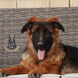 Nova - Black and red female German Shepherd puppy in West Jordan, Utah from VMS Shepherds