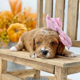Dolly - Red  female Goldendoodle puppy in Queen Creek, Arizona from Goldendoodle AZ