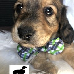 Dachshund Puppies from Primo Dachshunds