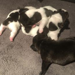 French Bulldog and Miniature Bull Terrier Puppies from DyHar Bullies