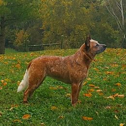 Fawkes - Australian Cattle Dog