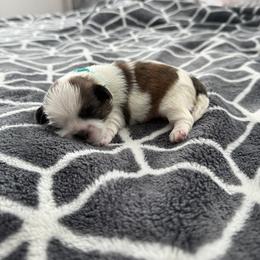 Shih Tzu Puppies from Leahrae's Shih Tzus