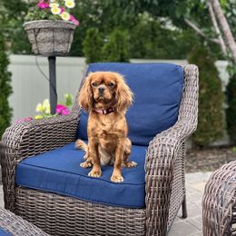 Ruby - Cavalier King Charles Spaniel