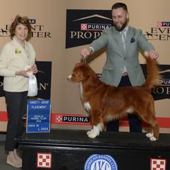 Nova Scotia Duck Tolling Retrievers from KD's Kennels