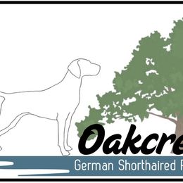 German Shorthaired Pointer Puppies from Oakcreek