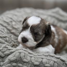 Jingle - Parti male Miniature Schnauzer puppy in Collinsville, Mississippi from Hillside Kennels
