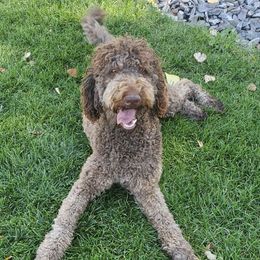 Brooke - Bernedoodle