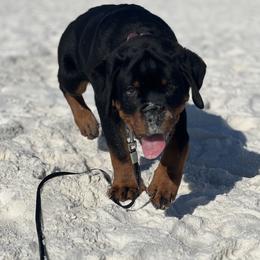 Rottweiler Puppies from Von Ratermann Rottweilers