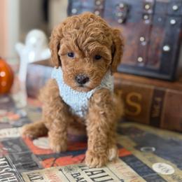 Everest - Red  female Poodle puppy in Cedar City, Utah from Precious Paws Ranch