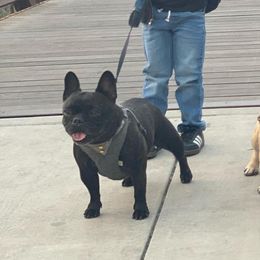 Minnie - French Bulldog