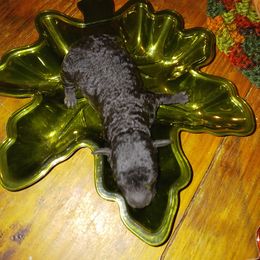 Girl 3 - Black Poodle puppy in Huntington, Texas from Pawsome Poodles