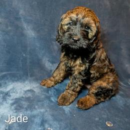 Jade - Brown and tan female Cockapoo puppy in Sunset, Louisiana from Cano Cockapoos