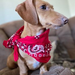 Dachshunds from Hippie and Cowboy’s Dachshunds