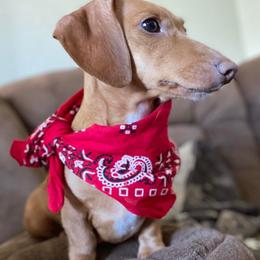 Dachshunds from Hippie and Cowboy’s Dachshunds