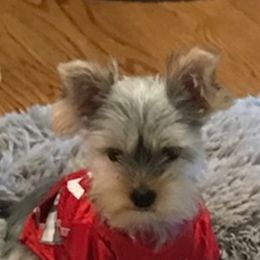 West Highland White Terrier and Yorkshire Terrier Puppies from Debra Burnett