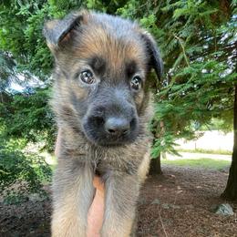Fiesta - Sable female German Shepherd puppy in Oakland, Oregon from VHM German Shepherds