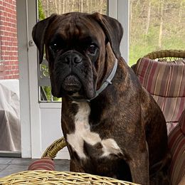 Boxers and French Bulldogs from Galaxy Boxers & French Bulldogs