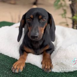 Bubu - Dachshund