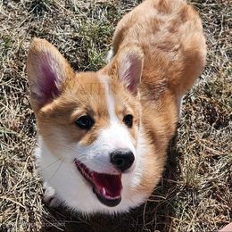 Angel - Red female Pembroke Welsh Corgi puppy in Kiowa, Colorado from Cool Water Corgis LLC