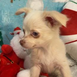 Boo - Cream and white male Chihuahua puppy in Hillsboro, Texas from Pikanoo Pups