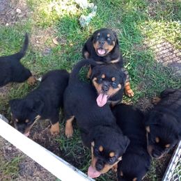 Rottweiler Puppies from Vom Jobaer Rottweilers