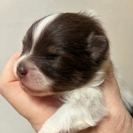Brown 'Sugar' - Tri-colored female Pomeranian puppy in Palatka, Florida from Sugarland Pomeranians