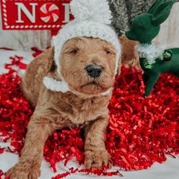 Boy 1 - Apricot male Goldendoodle puppy in Otisville, Michigan from Danie’s Darling Doodles LLC