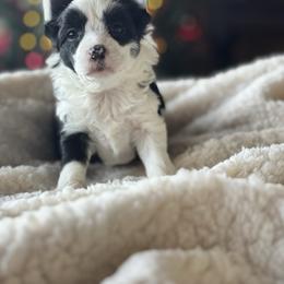 Squid - Black and white female Chinese Crested puppy in New Smyrna Beach, Florida from FronkLinn Kennel
