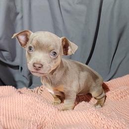 Pearl - Silver and white female Teddy Roosevelt Terrier puppy in Claremore, Oklahoma from Travelin' Man Terriers