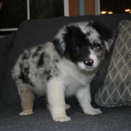 Granite - Blue merle male Australian Shepherd puppy in Altmar, New York from E&C Australian Shepherds
