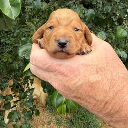 Boy 1 - Red male Dachshund puppy in Knoxville, Tennessee from Over The Moon Minis