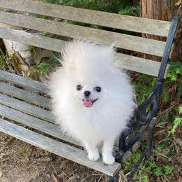 Titan - Orange parti male Pomeranian puppy in Citrus Heights, California from Yev and Marina's Pomeranians (AKC)