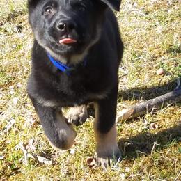 German Shepherd Puppies from Levesques German Shepherds