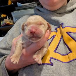 Green - Light golden male Golden Retriever puppy in Madison, Ohio from Heckmans English Cream Golden Retrievers