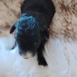 Roxie - Black tri-color female Aussiedoodle puppy in Apache Junction, Arizona from Loving Doodle