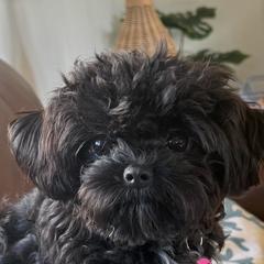 Russian Tsvetnaya Bolonka Puppies from Bolonka Treasures