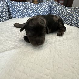 Maple - Merle female Cockapoo puppy in California from Central Valley Scotties