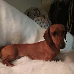 Chase - Dachshund