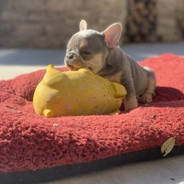 Madonna (kennel name) - French Bulldog puppy in Fredericksburg, Texas from Frenchiebred