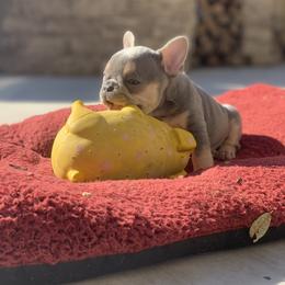 Madonna (kennel name) - French Bulldog puppy in Fredericksburg, Texas from Frenchiebred