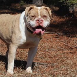 Alapaha Blue Blood Bulldog All Grown Up from Chop Top Alapahas