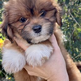 Lhasa Apso Puppies from Florida Lhasa Apso