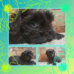 STERLING - Blue Shihpoo puppy in Gilbert, Arizona from Thompson's Tiny Pups