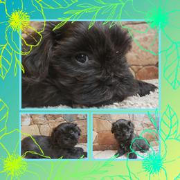 STERLING - Blue Shihpoo puppy in Gilbert, Arizona from Thompson's Tiny Pups