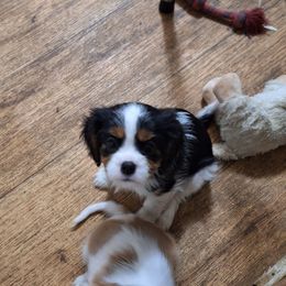 Pup from older litter - Tri-color male Cavalier King Charles Spaniel puppy in Holbrook, New York from Merimaur Goldens and Cavaliers