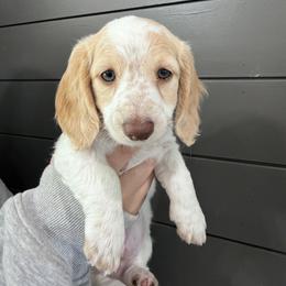 Crispin - Cream male Dachshund puppy in Luling, Texas from Kristina's Dachshunds