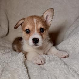 Pembroke Welsh Corgi Puppies from Sorrel Sands Corgis